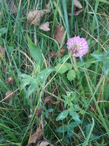 Trifolium pratense observed 2026-10-27