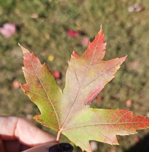 Acer saccharinum, 2026-10-27