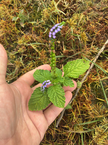 Heliotropium indicum observed 2026-10-27