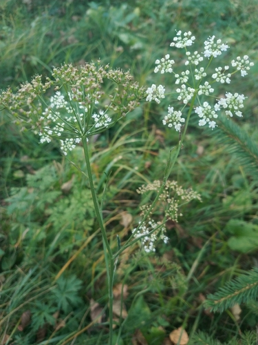 Pimpinella saxifraga, 2026-10-27