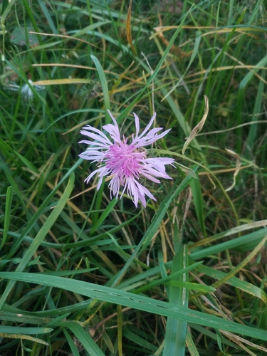 Centaurea observed 2026-10-27