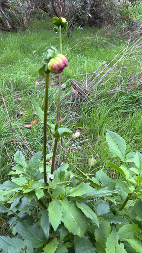 Dahlia pinnata observed 2026-10-27