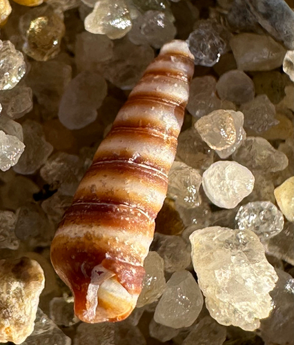 Cerithium observed 2026-10-27