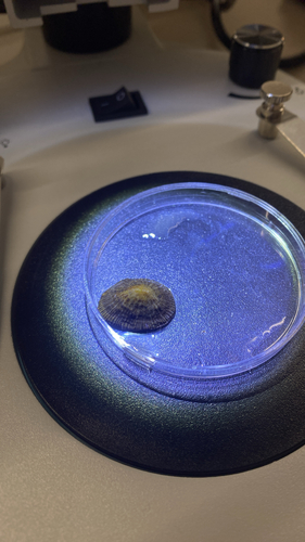 Siphonaria pectinata observed 2026-10-27