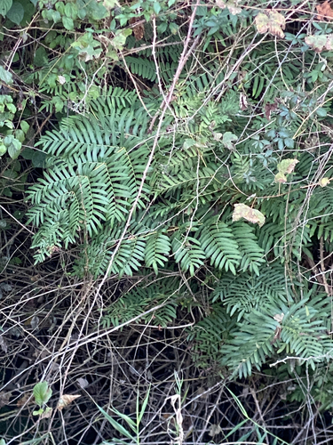Osmunda regalis observed 2026-10-27