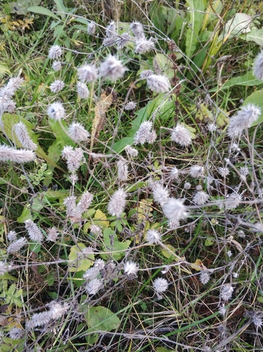 Trifolium arvense observed 2026-10-27