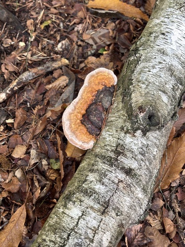 Fomitopsis pinicola observed 2026-10-27