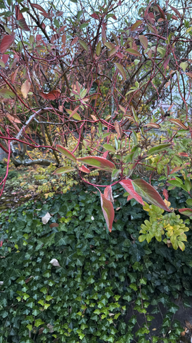 Cornus sericea observed 2026-10-27
