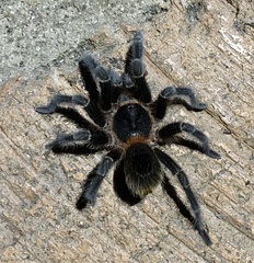 Homoeomma uruguayense