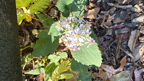 Symphyotrichum cordifolium, 2026-10-27