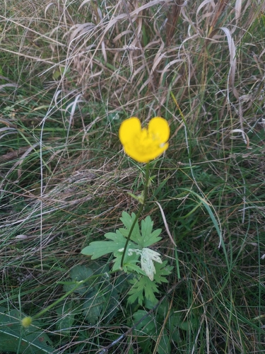 Ranunculus observed 2026-10-27