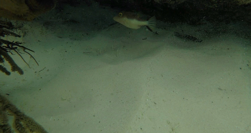 Canthigaster observed 2026-10-24