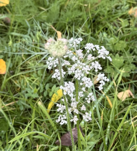 Daucus, 2026-10-27