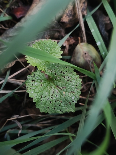 Arabis observed 2026-10-27