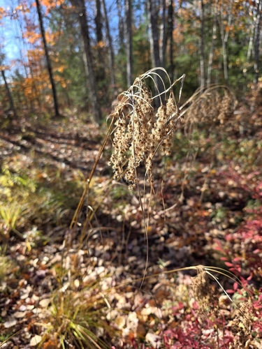 Scirpus observed 2026-10-27