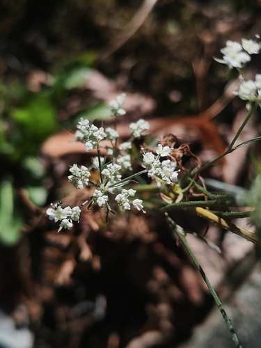 Daucus, 2026-10-27