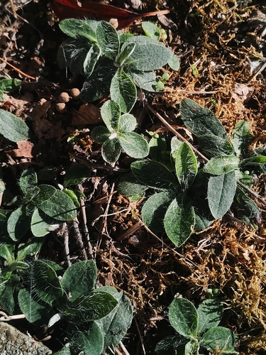 Pilosella officinarum observed 2026-10-27