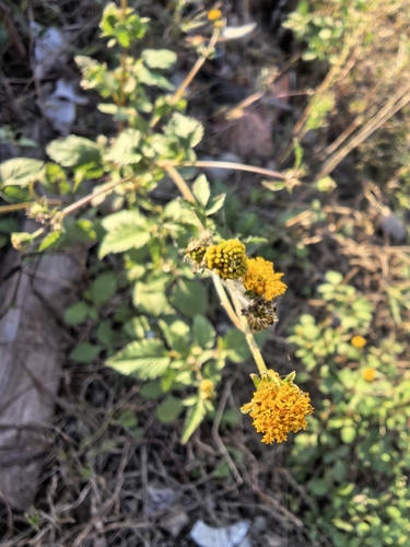 Bidens pilosa observed 2026-10-27