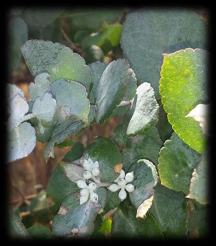 Victorian Silver Gum (Eucalyptus crenulata)