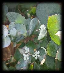 Eucalyptus crenulata