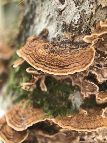Hydnoporia tabacina observed 2026-10-27