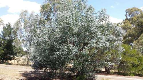 Image of Eucalyptus crenulata by (c) Russell Best, some rights reserved (CC BY)
