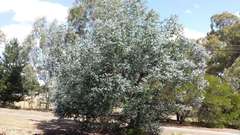 Eucalyptus crenulata