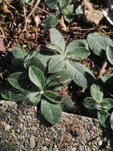 Pilosella officinarum observed 2026-10-27