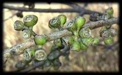 Eucalyptus crenulata