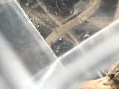 Temnothorax longispinosus