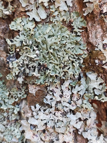 Hypogymnia physodes observed 2026-10-27