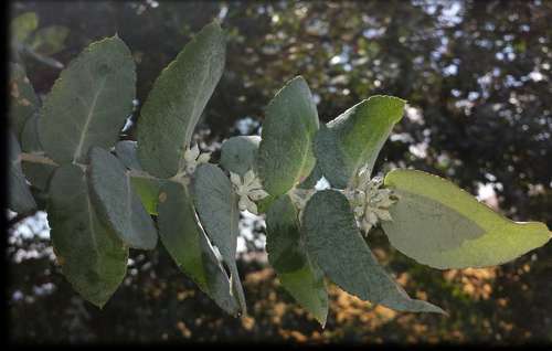 Image of Eucalyptus crenulata by (c) Russell Best, some rights reserved (CC BY)