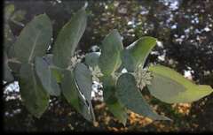 Eucalyptus crenulata