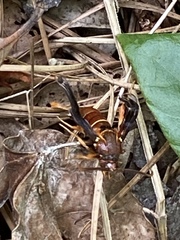 Vitacea polistiformis