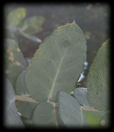 Image of Eucalyptus crenulata by (c) Russell Best, some rights reserved (CC BY)
