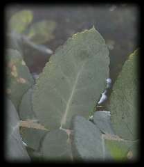 Eucalyptus crenulata