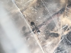 Temnothorax longispinosus