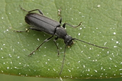 Grammoptera