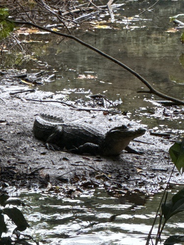 Caiman crocodilus observed 2026-10-27