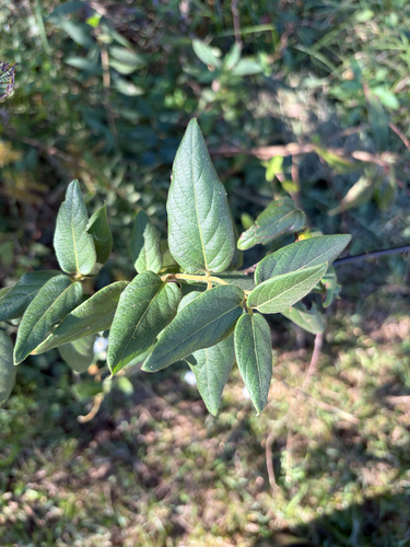 Lonicera japonica observed 2026-10-27