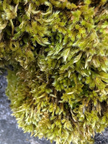 Homalothecium sericeum observed 2026-10-27