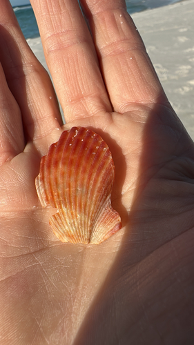 Pecten observed 2026-10-27