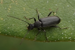Grammoptera