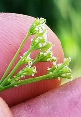 Spermolepis inermis