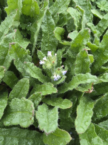 Anchusa, 2026-10-24