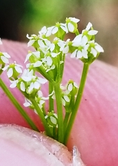 Spermolepis inermis