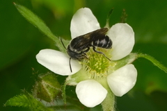 Protosmia rubifloris