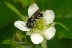 Protosmia rubifloris