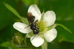 Protosmia rubifloris