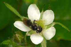 Protosmia rubifloris